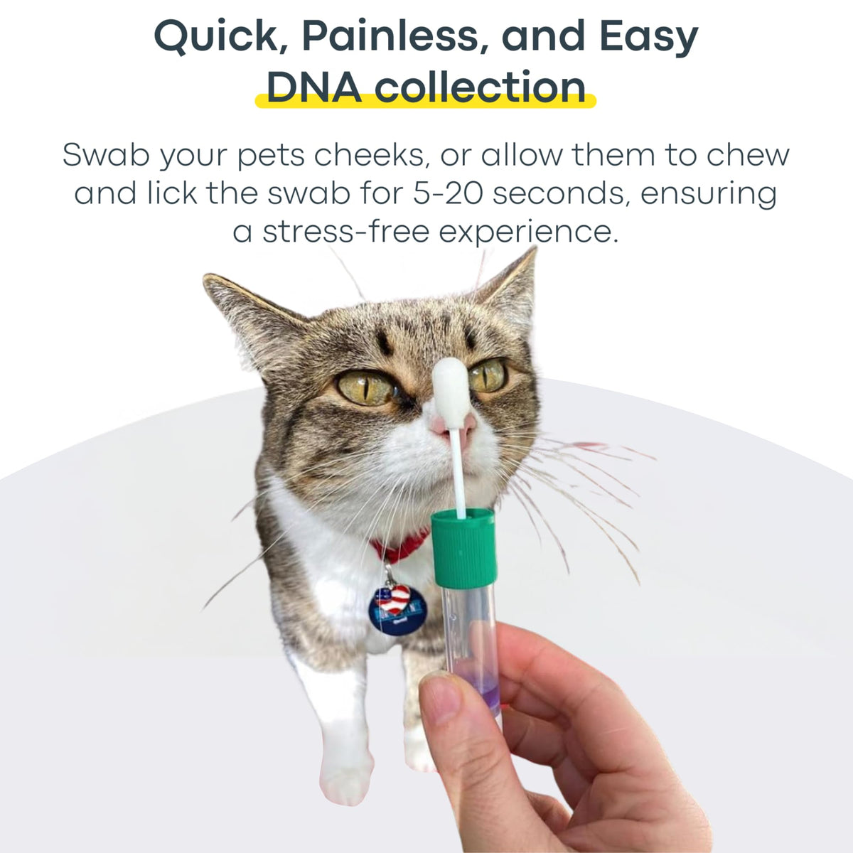 Cat DNA Test Kit M53500