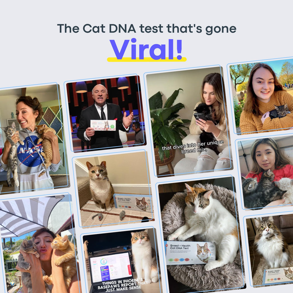 Cat DNA Test Kit M53500
